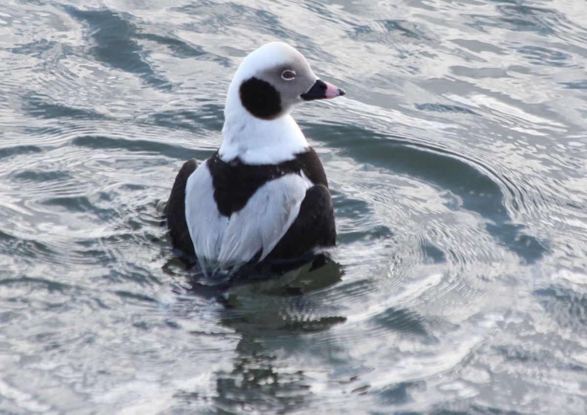 Long-tailed Duck - ML83897051