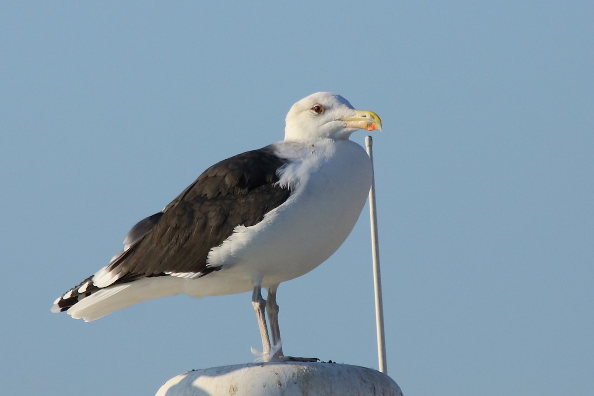 Great Black-backed Gull - António Gonçalves