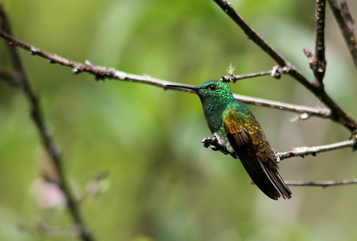 Snowy-bellied Hummingbird - Murielle Moya