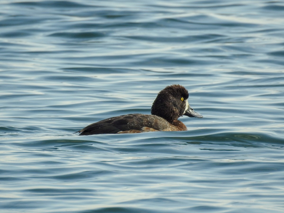 Greater Scaup - ML83903541