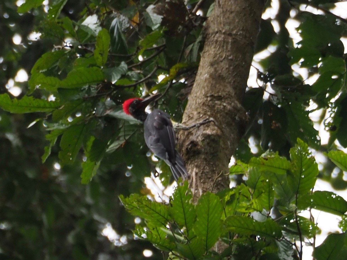 White-bellied Woodpecker - Kelly Siderio