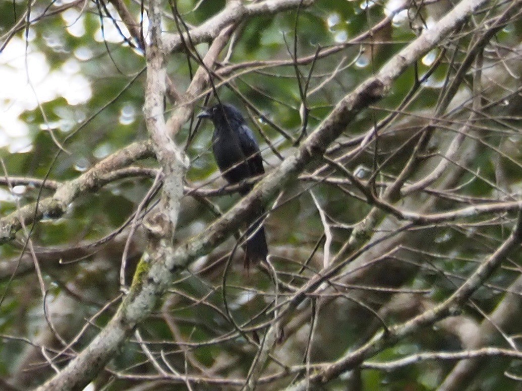 Greater Racket-tailed Drongo - Kelly Siderio