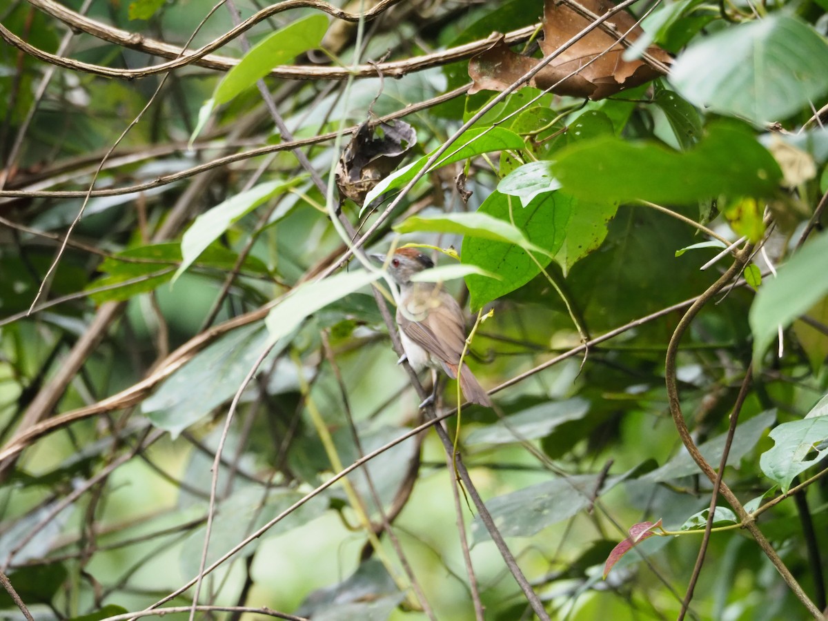Rufous-crowned Babbler - ML83911721