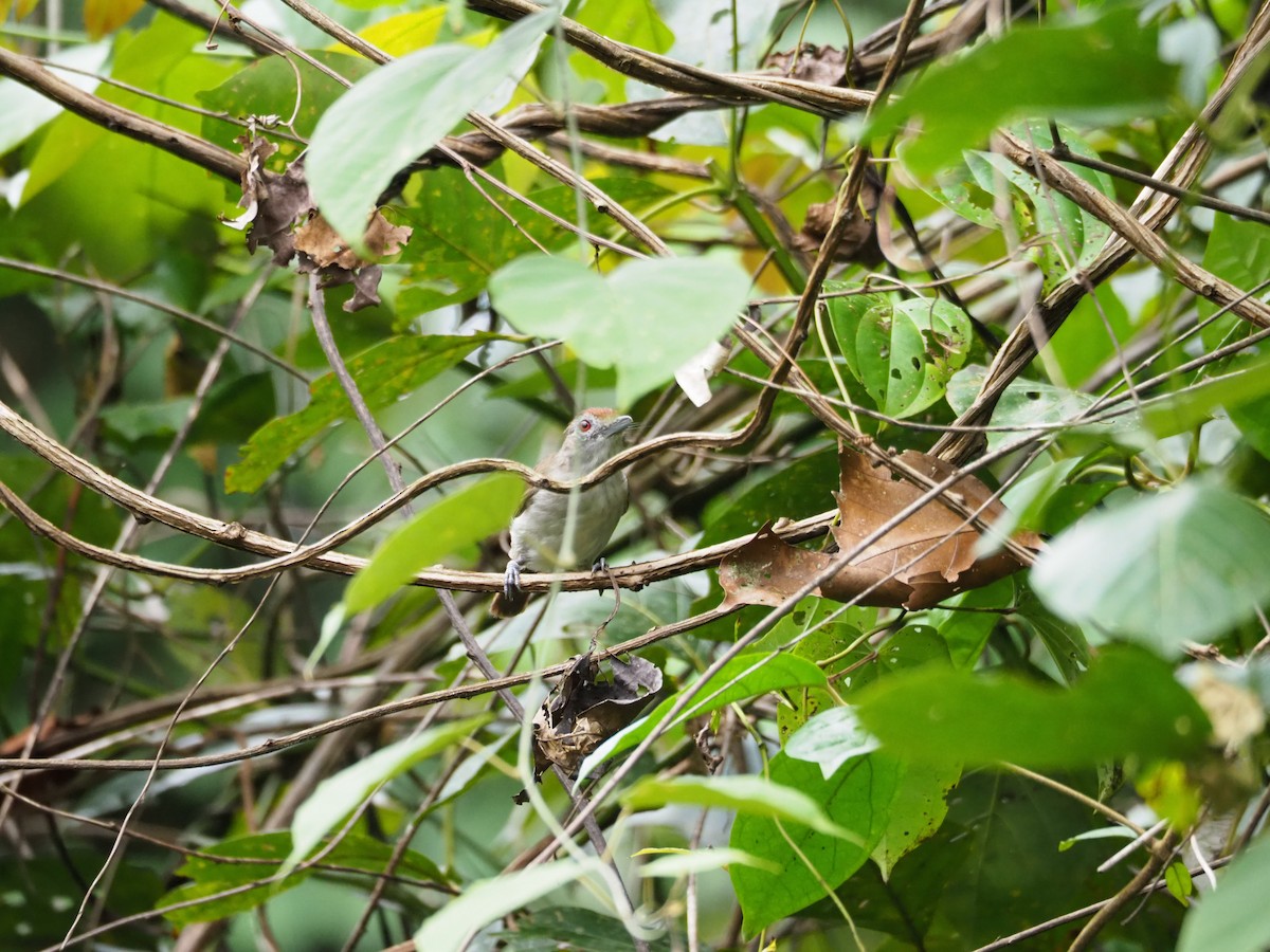 Rufous-crowned Babbler - Kelly Siderio