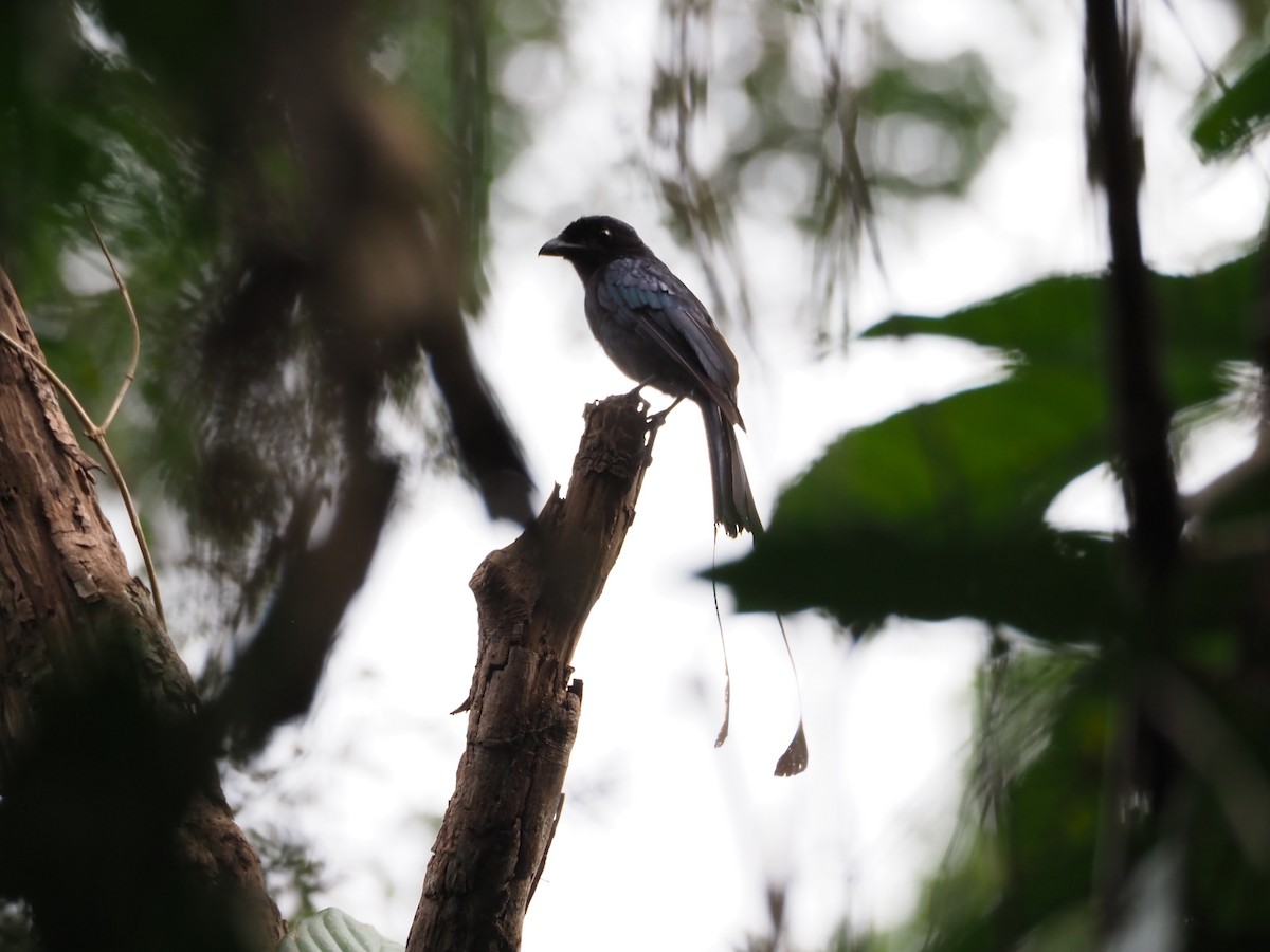 Greater Racket-tailed Drongo - ML83911831