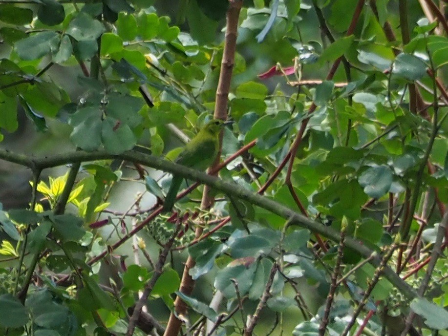 Lesser Green Leafbird - ML83912261