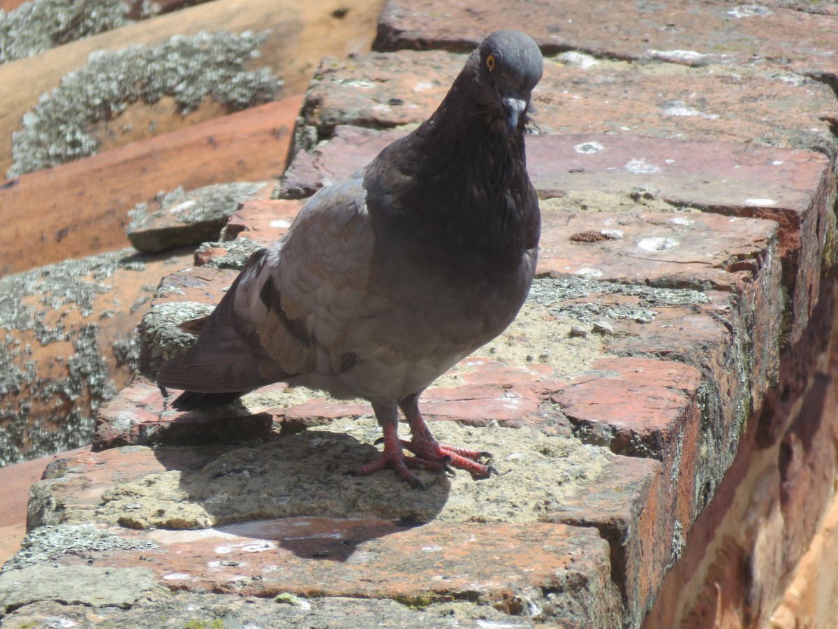 Rock Pigeon (Feral Pigeon) - ML83912351