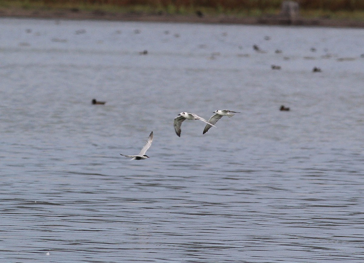 White-winged Tern - ML83914491
