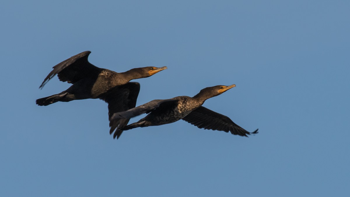 Double-crested Cormorant - Simon Boivin