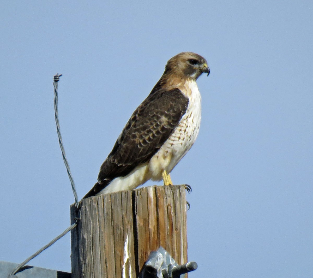 Red-tailed Hawk - Dale Pate
