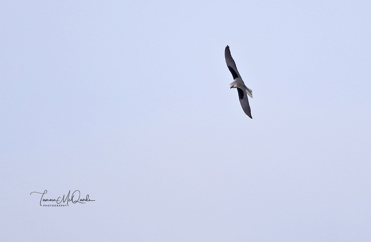 White-tailed Kite - Tammy McQuade