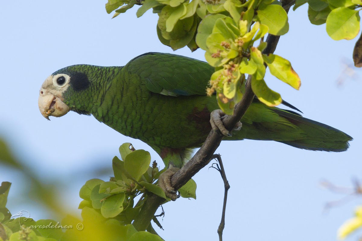 Hispaniolan Parrot - Marcelo Allende