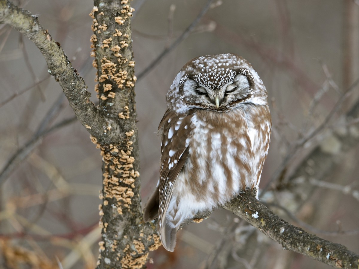 Boreal Owl - Alan Van Norman