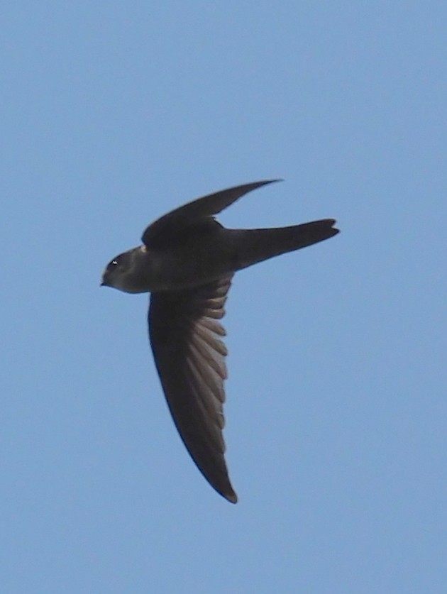 Indian Swiftlet - ML83919951