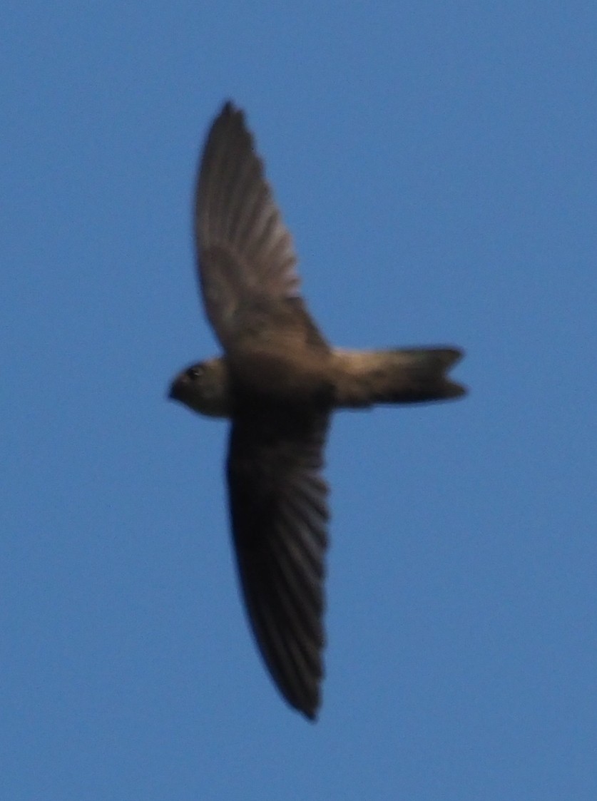 Indian Swiftlet - ML83920141