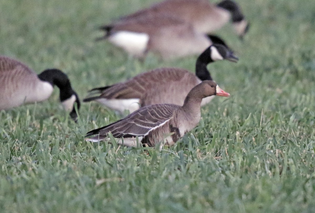 Greater White-fronted Goose - ML83921141