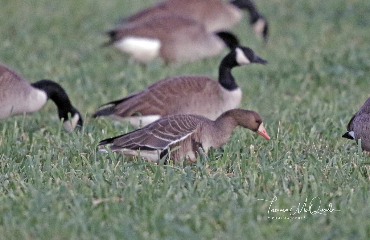 Greater White-fronted Goose - ML83921151