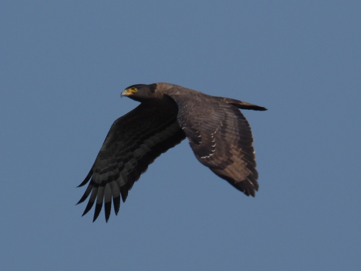 Crested Serpent-Eagle - ML83921221