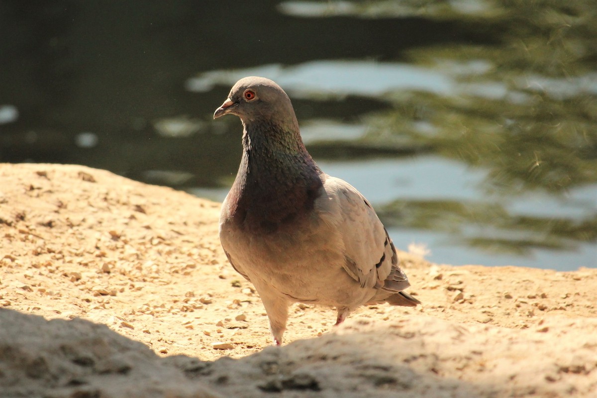 Rock Pigeon (Feral Pigeon) - Liza Zulueta