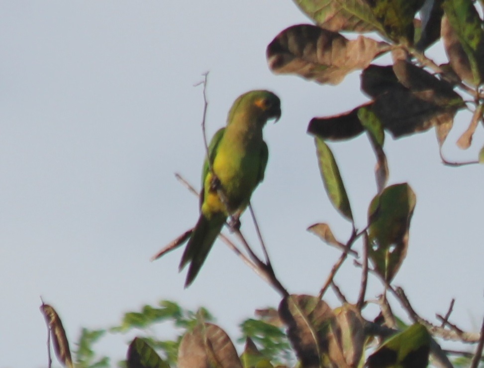 Brown-throated Parakeet - ML83926201