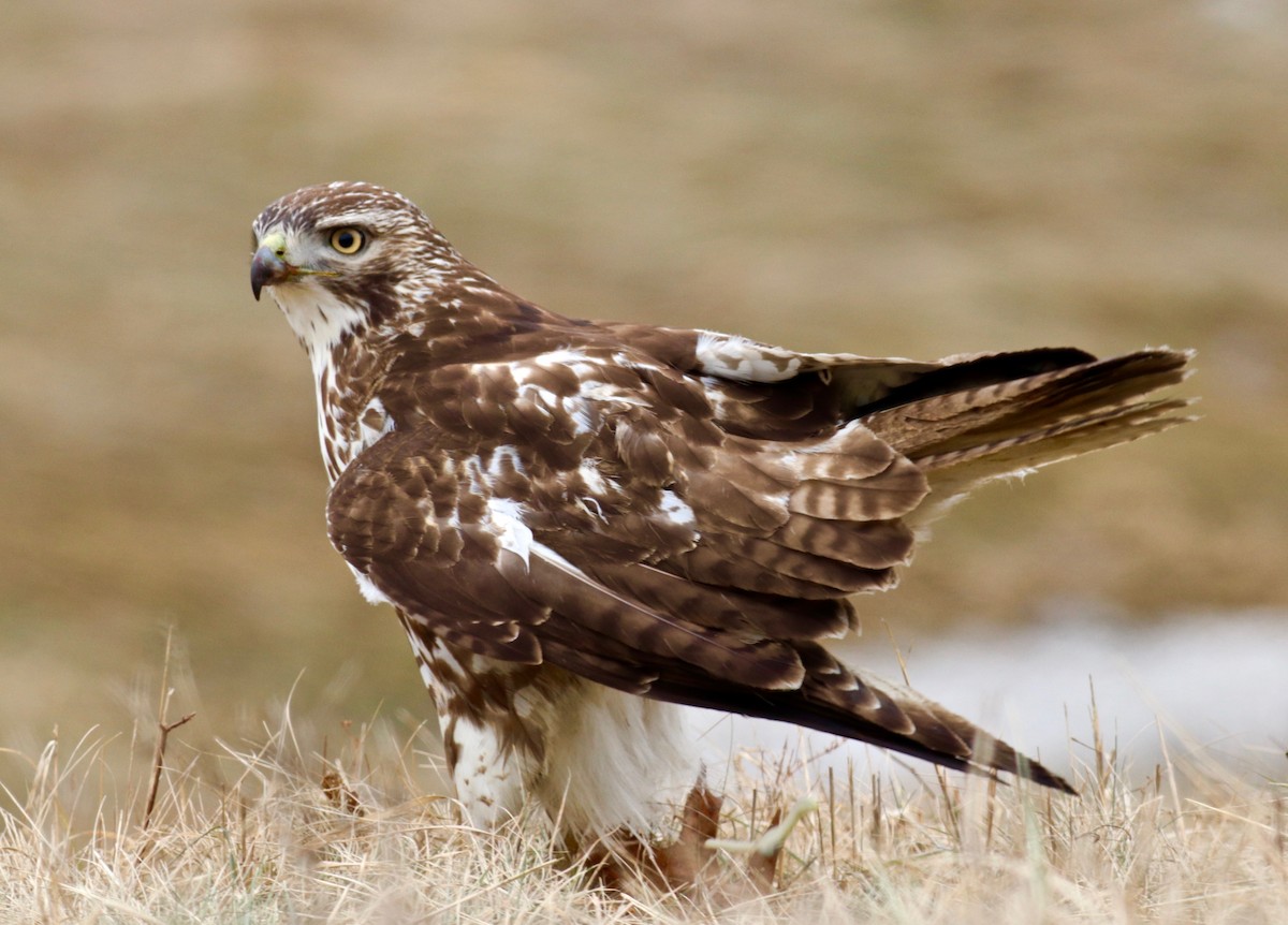 Red-tailed Hawk - ML83926411