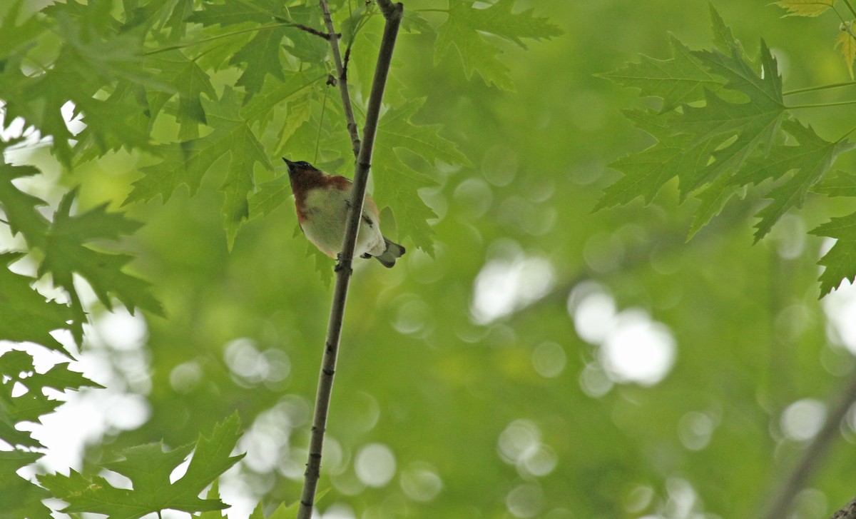 Bay-breasted Warbler - Ryan Schain