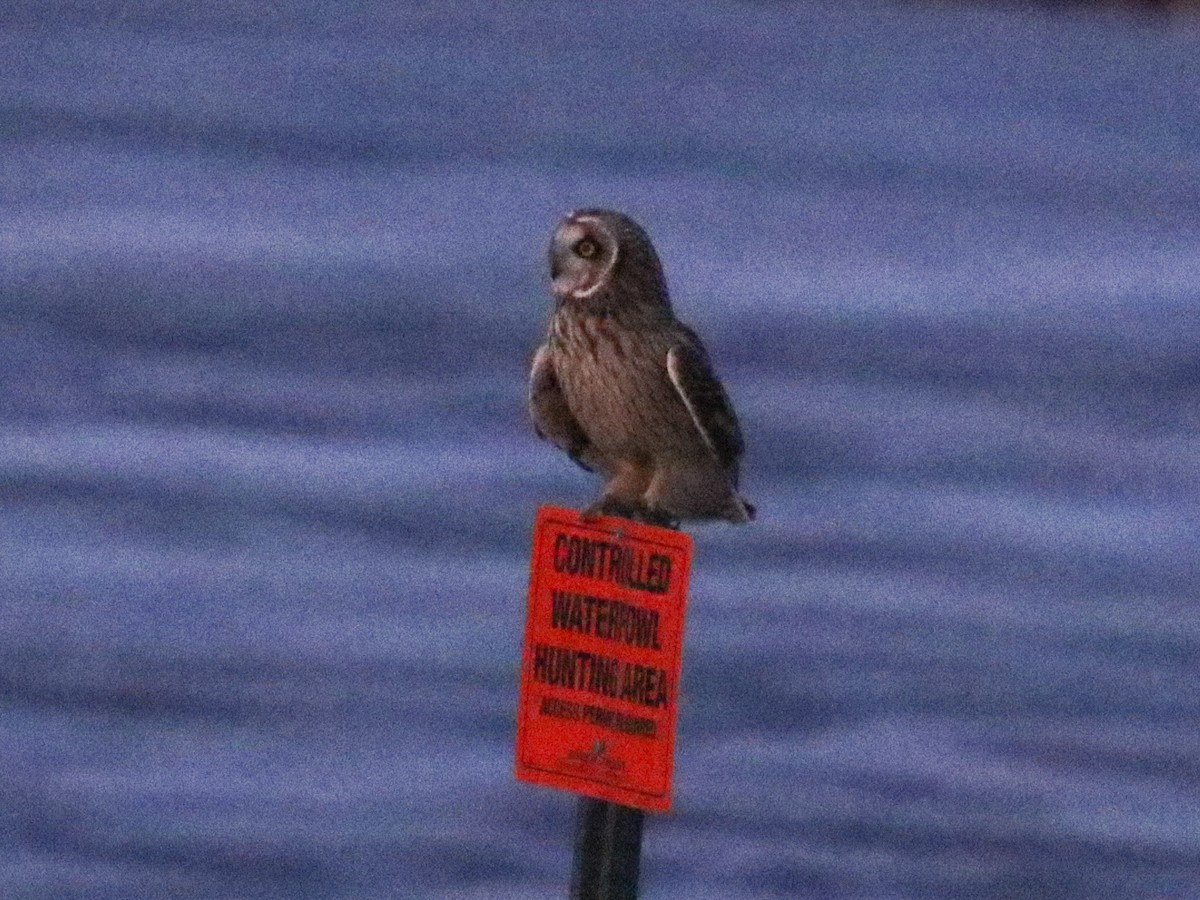 Short-eared Owl - ML83927771