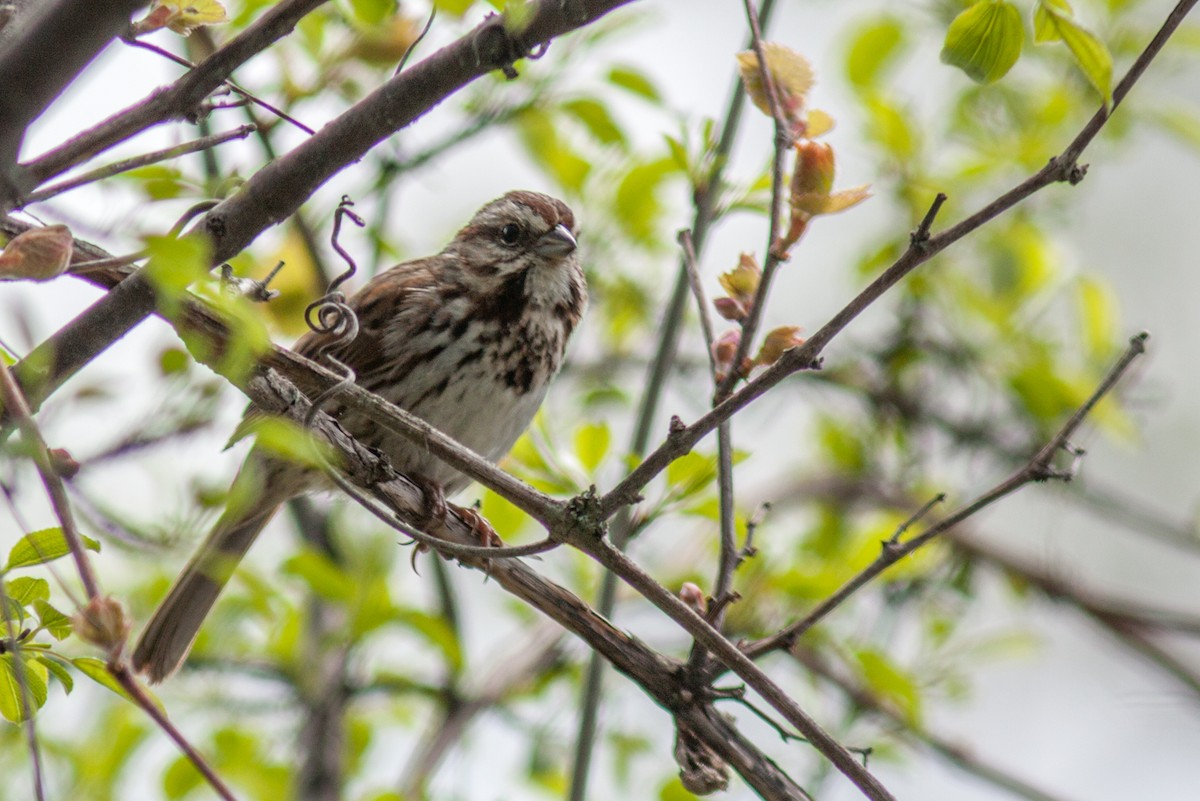 Song Sparrow - Kyle Blaney