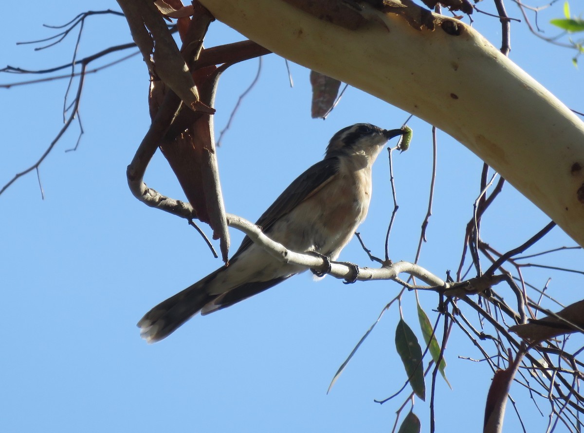 Black-eared Cuckoo - Anonymous
