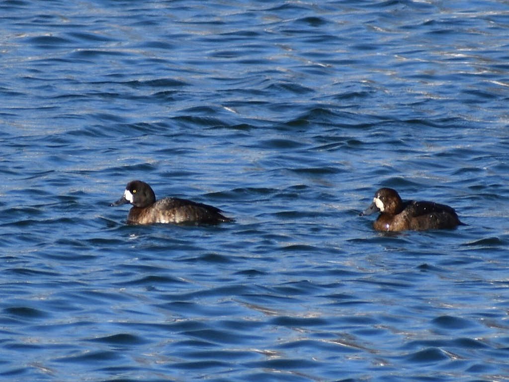 Greater Scaup - ML83934931