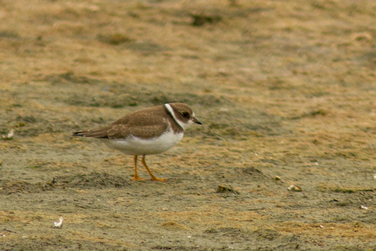 Semipalmated Plover - Kyle Blaney