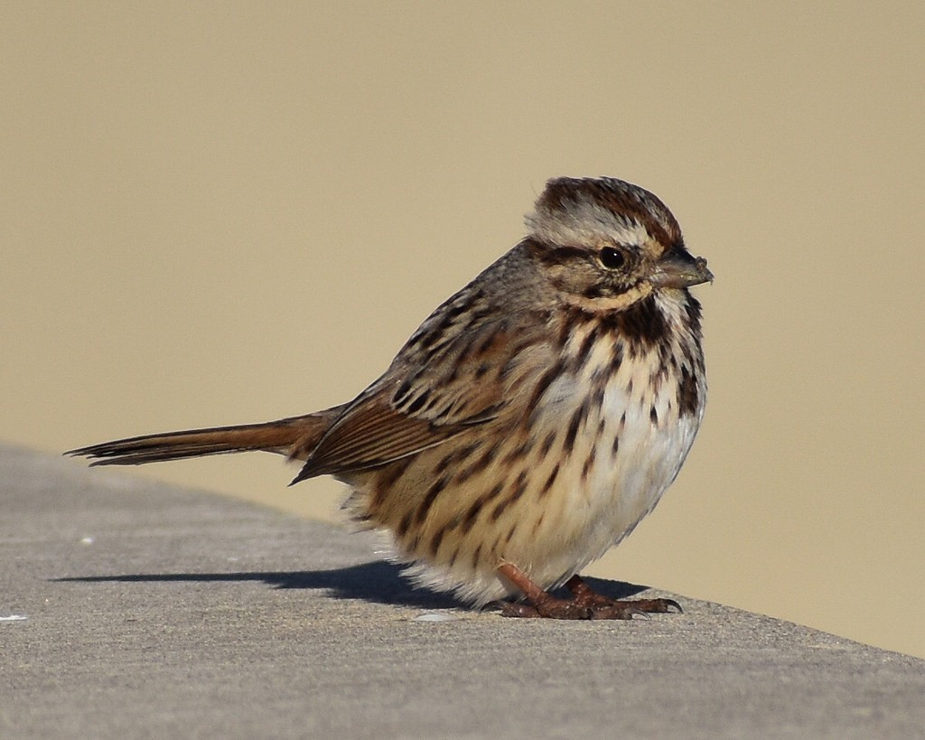 Song Sparrow - Andrew Rapp