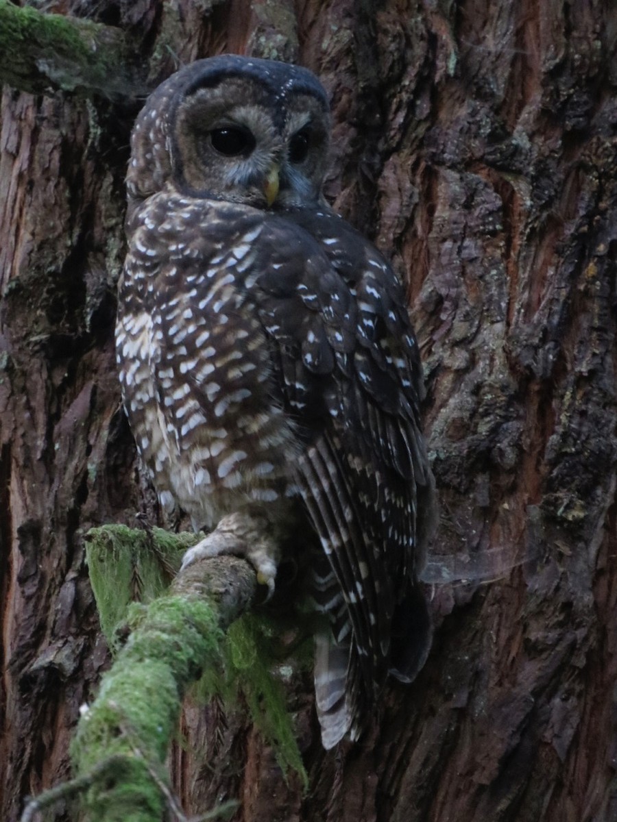 Spotted Owl - ML83937041