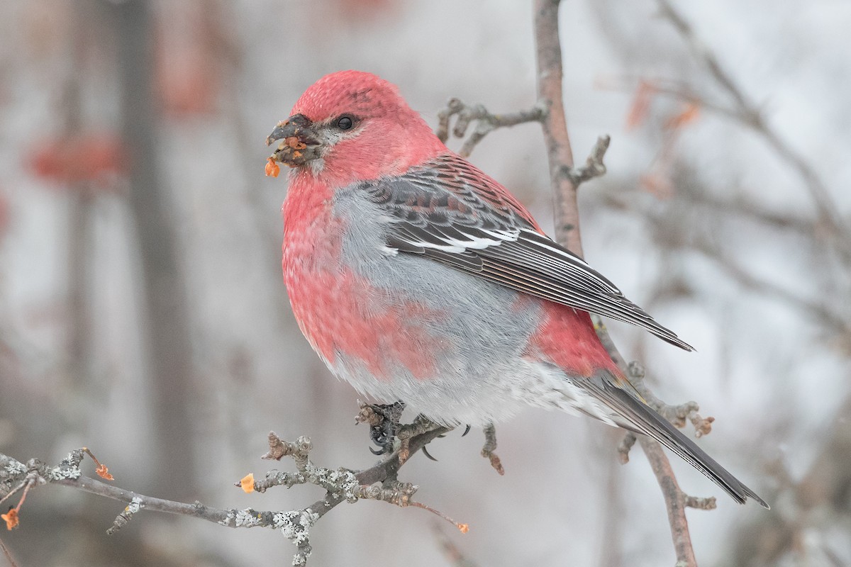 Pine Grosbeak - Brendan Klick