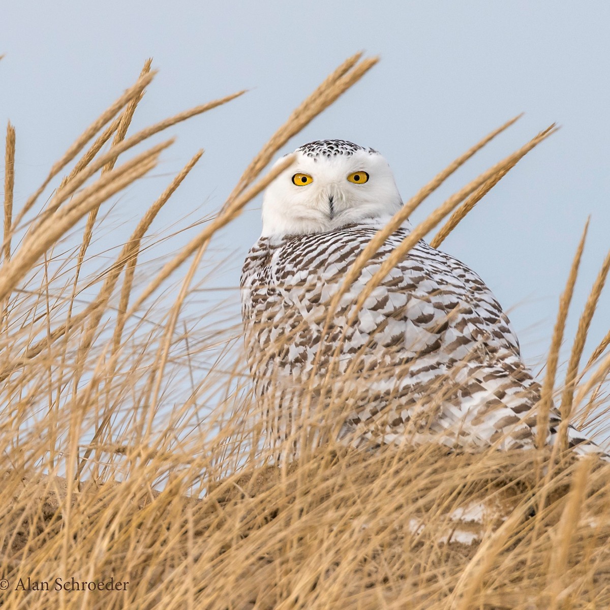 Snowy Owl - Alan Schroeder