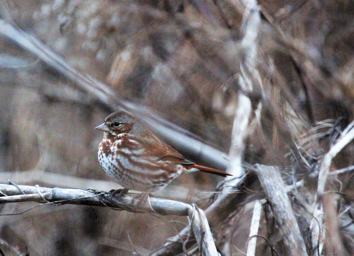 Fox Sparrow (Red) - Anonymous