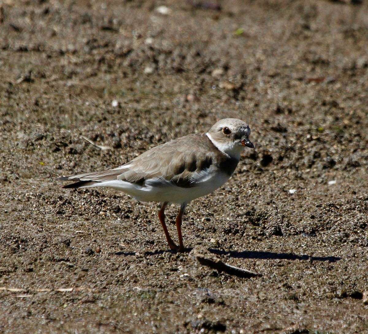 Semipalmated Plover - ML83939821