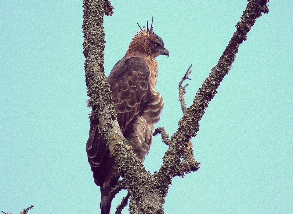 Legge's Hawk-Eagle - sathya kumar
