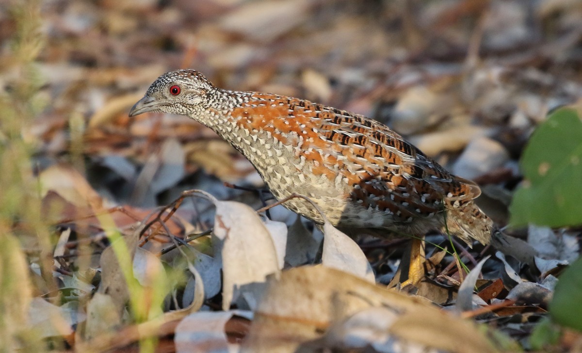 Painted Buttonquail - ML83940661