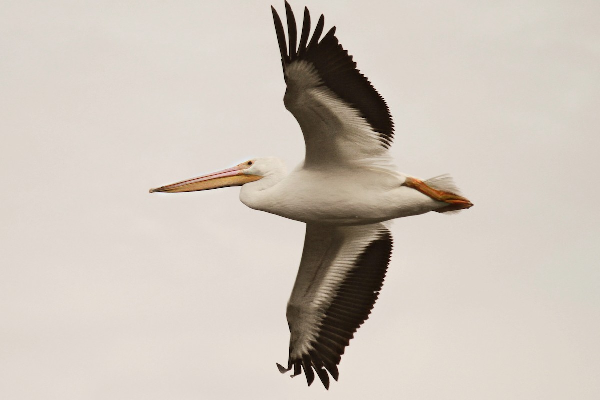 American White Pelican - Kiera Carvalho