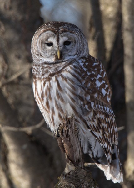 Barred Owl - ML83940961