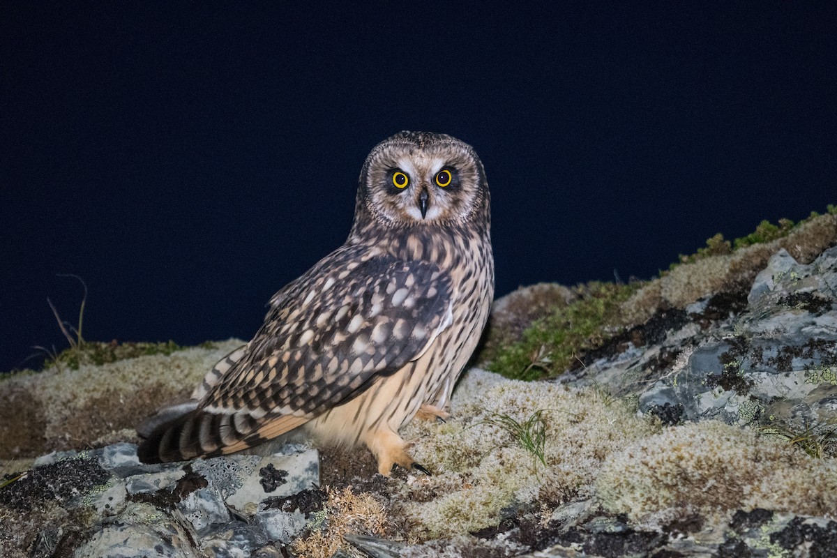 Short-eared Owl - ML83944851