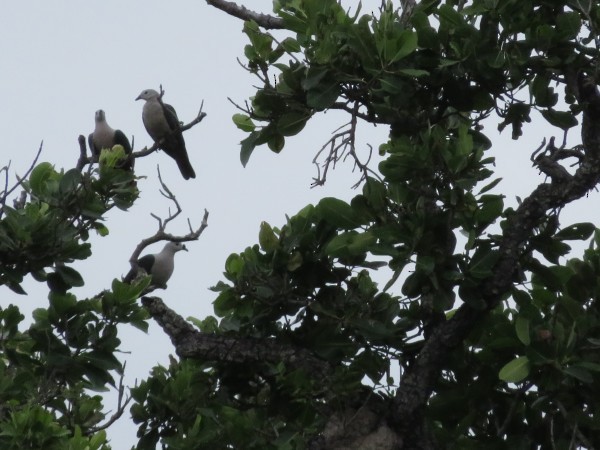 Island Imperial-Pigeon
