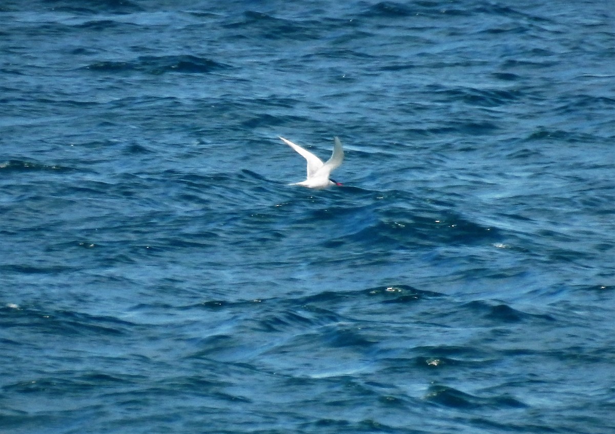Falklandseeschwalbe - ML83946041
