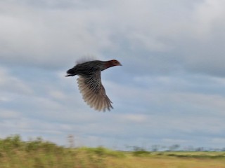  - Streaky-breasted Flufftail