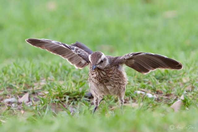 Bird&nbsp;presumably displaying a wing-flashing behavior. - Chilean Mockingbird - 