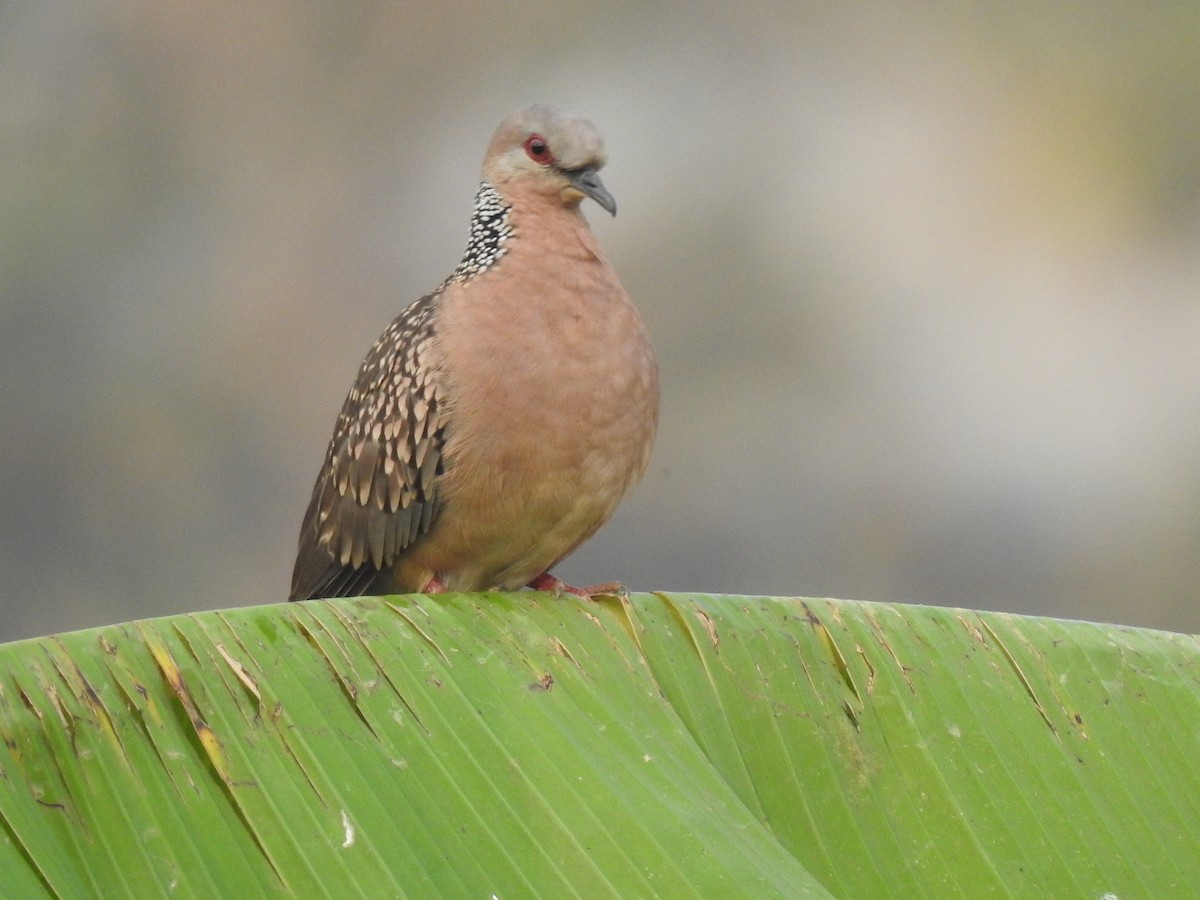 Spotted Dove - Pushpa Puliyeri