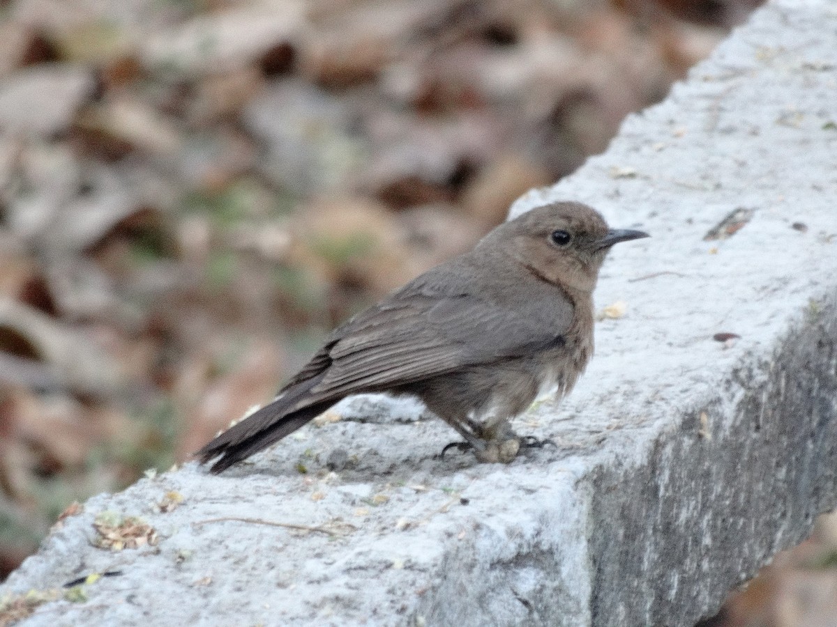 Brown Rock Chat - Able Lawrence