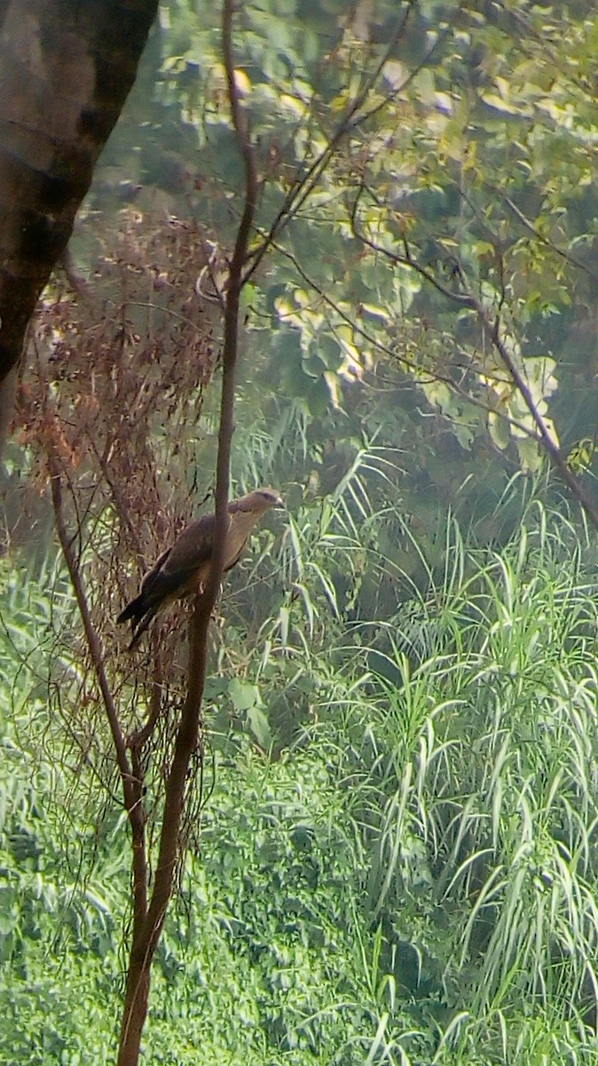Oriental Honey-buzzard - Nandhakumar Radhakrishnan