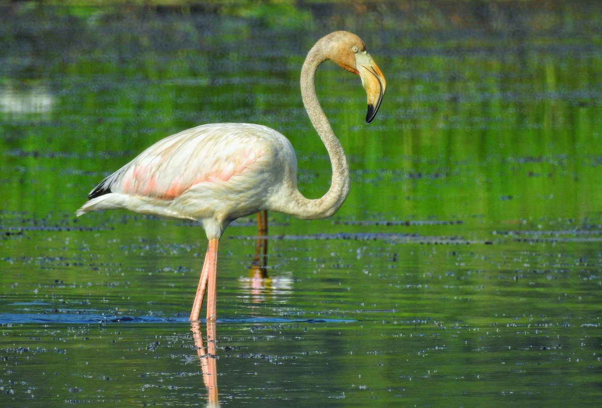 Greater Flamingo - Lathika  K K